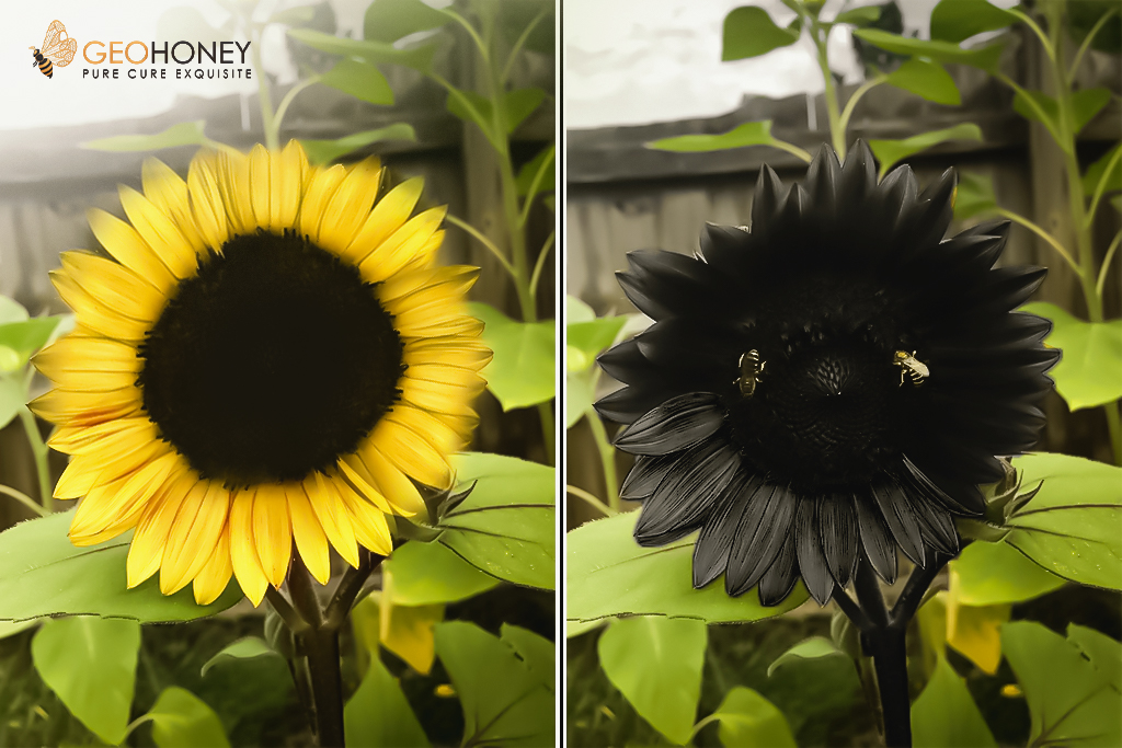 importance of UV pattern of sunflower for bees